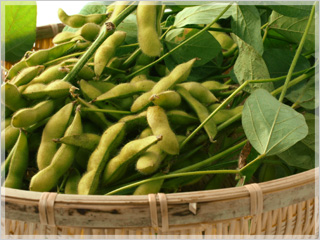 さや表面の茶色い繊毛が毛豆の特徴